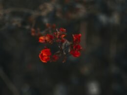 Nahaufnahme einer roten Blüte mit mehreren Blütenblättern, auf neutralem Hintergrund fotografiert