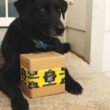 Schwarzer Labrador Retriever Welpe sitzt auf einer braunen Kartonbox vor neutralem Hintergrund.