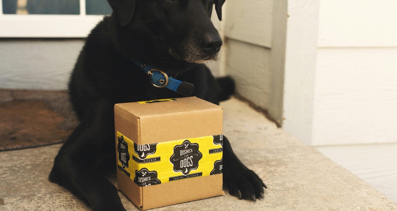 Schwarzer Labrador Retriever Welpe sitzt auf einer braunen Kartonbox vor neutralem Hintergrund.