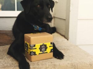 Schwarzer Labrador Retriever Welpe sitzt auf einer braunen Kartonbox vor neutralem Hintergrund.