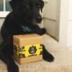Schwarzer Labrador Retriever Welpe sitzt auf einer braunen Kartonbox vor neutralem Hintergrund.