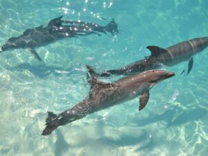 Schwarz-weiß Bild eines Hais, der ruhig durch das Wasser schwimmt; minimalistische Unterwasseraufnahme
