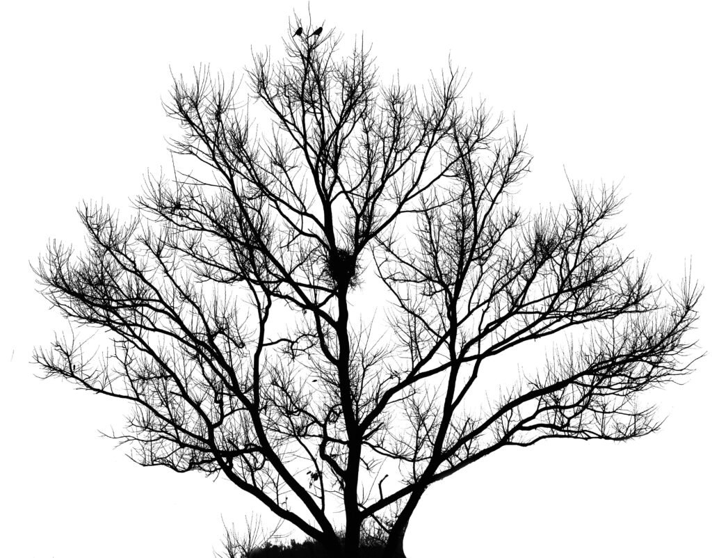 Silhouette eines einzelnen Baumes vor klarem Himmel, genutzt als Titelbild für einen Technologie-Artikel