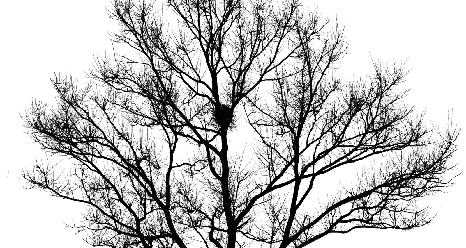 Silhouette eines einzelnen Baumes vor klarem Himmel, genutzt als Titelbild für einen Technologie-Artikel