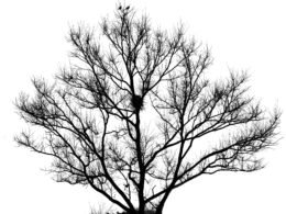 Silhouette eines einzelnen Baumes vor klarem Himmel, genutzt als Titelbild für einen Technologie-Artikel