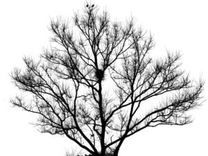 Silhouette eines einzelnen Baumes vor klarem Himmel, genutzt als Titelbild für einen Technologie-Artikel