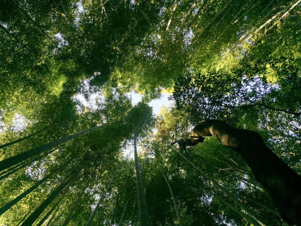 Blick vom Waldboden nach oben auf hohe Bäume mit dichtem Laubwerk aus der Froschperspektive fotografiert