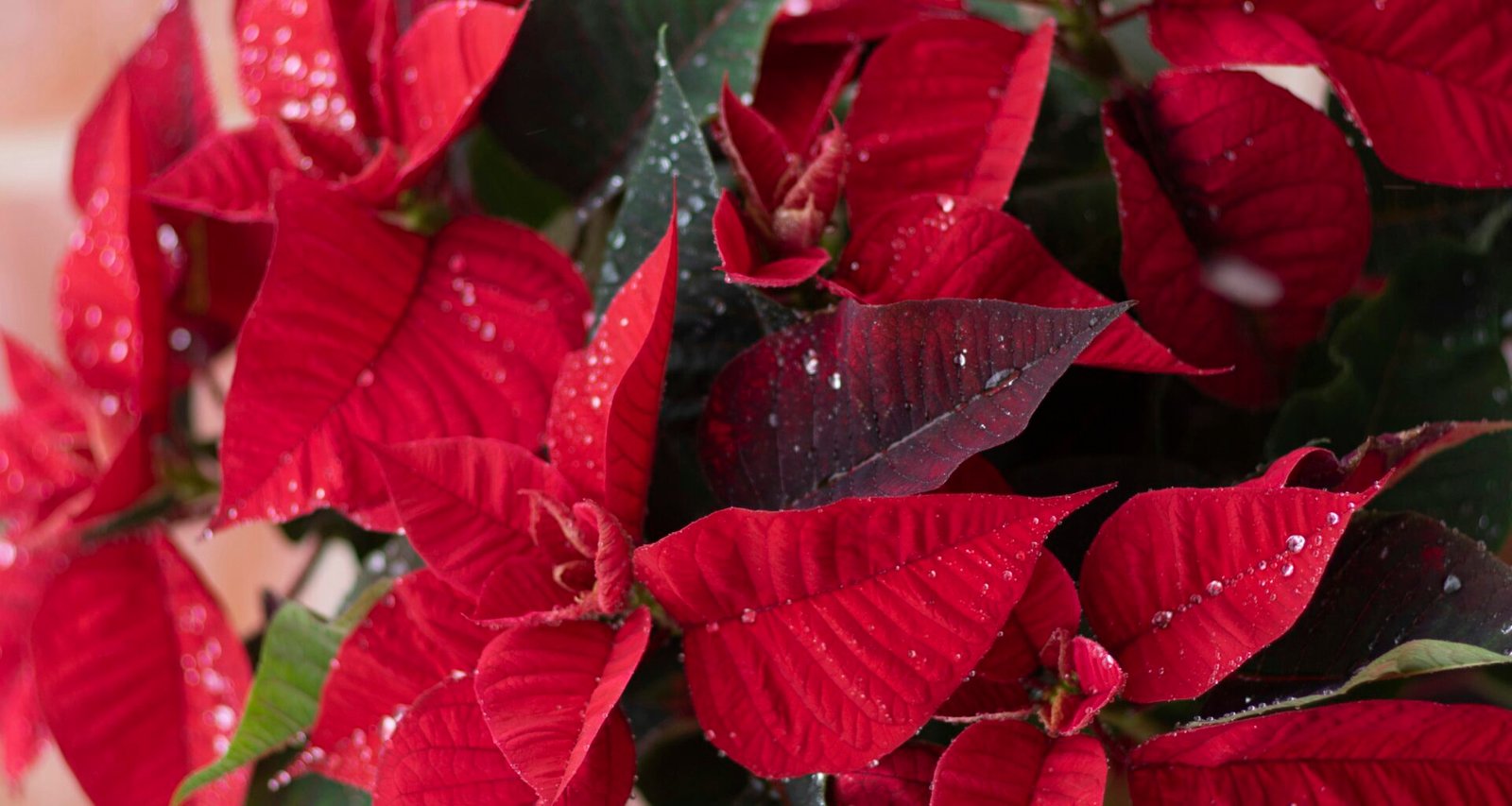 Mehrere rote Weihnachtssterne mit kleinen Wassertropfen auf den Blättern, aus der Nähe fotografiert