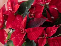Mehrere rote Weihnachtssterne mit kleinen Wassertropfen auf den Blättern, aus der Nähe fotografiert