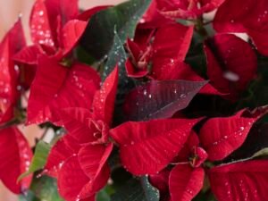 Mehrere rote Weihnachtssterne mit kleinen Wassertropfen auf den Blättern, aus der Nähe fotografiert