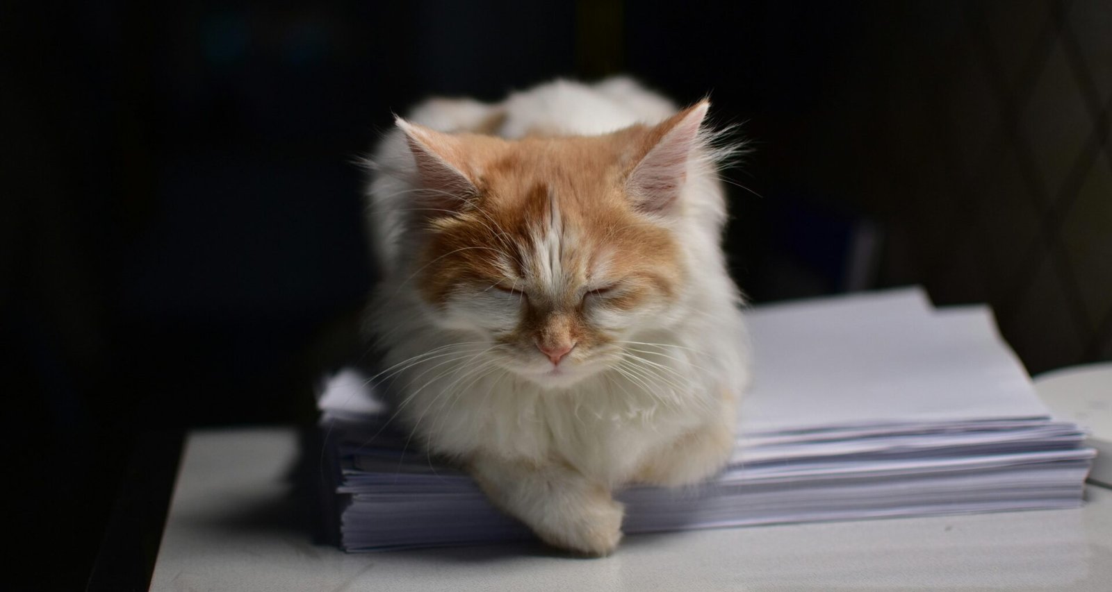 Eine Katze sitzt ruhig auf einem Papierstapel in einem modernen Büro, umgeben von Unterlagen und Arbeitsmaterialien.