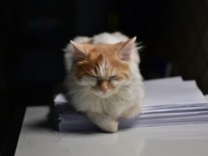 Eine Katze sitzt ruhig auf einem Papierstapel in einem modernen Büro, umgeben von Unterlagen und Arbeitsmaterialien.