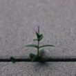 Ein kleiner grüner Pflanzentrieb wächst aus einer Ritze im grauen Asphalt und symbolisiert neues Wachstum und Widerstandskraft.