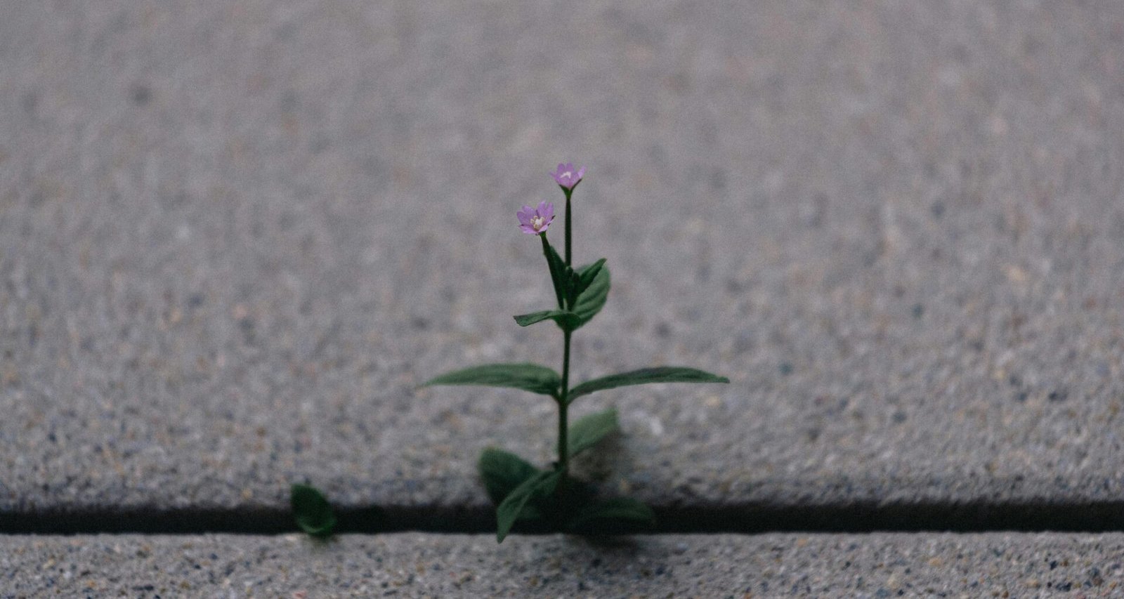 Ein kleiner grüner Pflanzentrieb wächst aus einer Ritze im grauen Asphalt und symbolisiert neues Wachstum und Widerstandskraft.