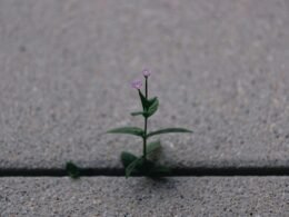 Ein kleiner grüner Pflanzentrieb wächst aus einer Ritze im grauen Asphalt und symbolisiert neues Wachstum und Widerstandskraft.