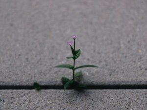 Ein kleiner grüner Pflanzentrieb wächst aus einer Ritze im grauen Asphalt und symbolisiert neues Wachstum und Widerstandskraft.