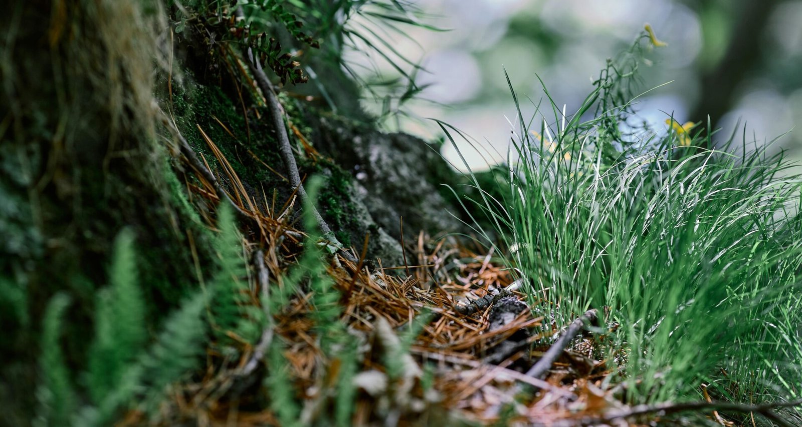 Nahaufnahme eines Baumstamms mit grünen Grashalmen, die aus einer Spalte wachsen, natürliche Struktur im Fokus