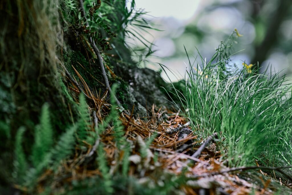 Detailaufnahme eines Baumstamms mit sprießendem Gras – natürliches Wachstum und Struktur in der Nahaufnahme