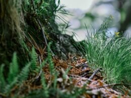 Detailaufnahme eines Baumstamms mit sprießendem Gras – natürliches Wachstum und Struktur in der Nahaufnahme