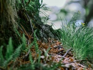Detailaufnahme eines Baumstamms mit sprießendem Gras – natürliches Wachstum und Struktur in der Nahaufnahme