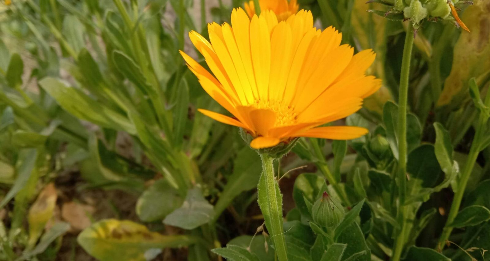 Detailansicht einer einzelnen gelben Blume in einem offenen Feld, fotografiert für einen Natur- und Technikartikel