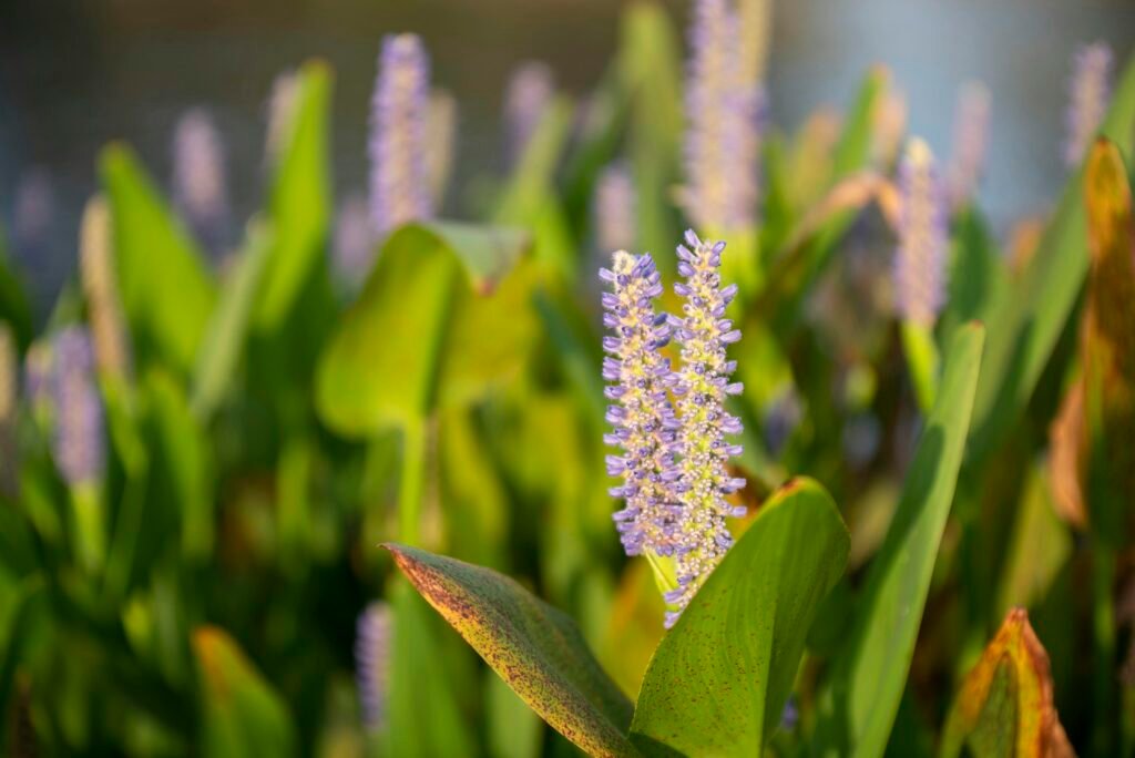 Nahaufnahme einer lilafarbenen Blüte mit saftig grünen Blättern im Hintergrund, detailliert fotografiert