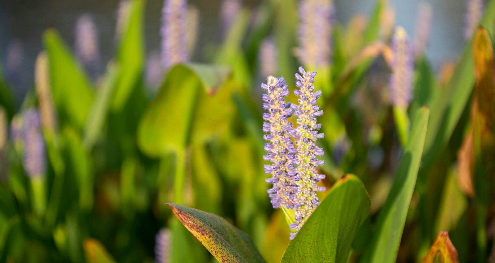 Violette Blume mit grünen Blättern, fotografiert in Großaufnahme für ein Magazin über Technologie und Webtrends