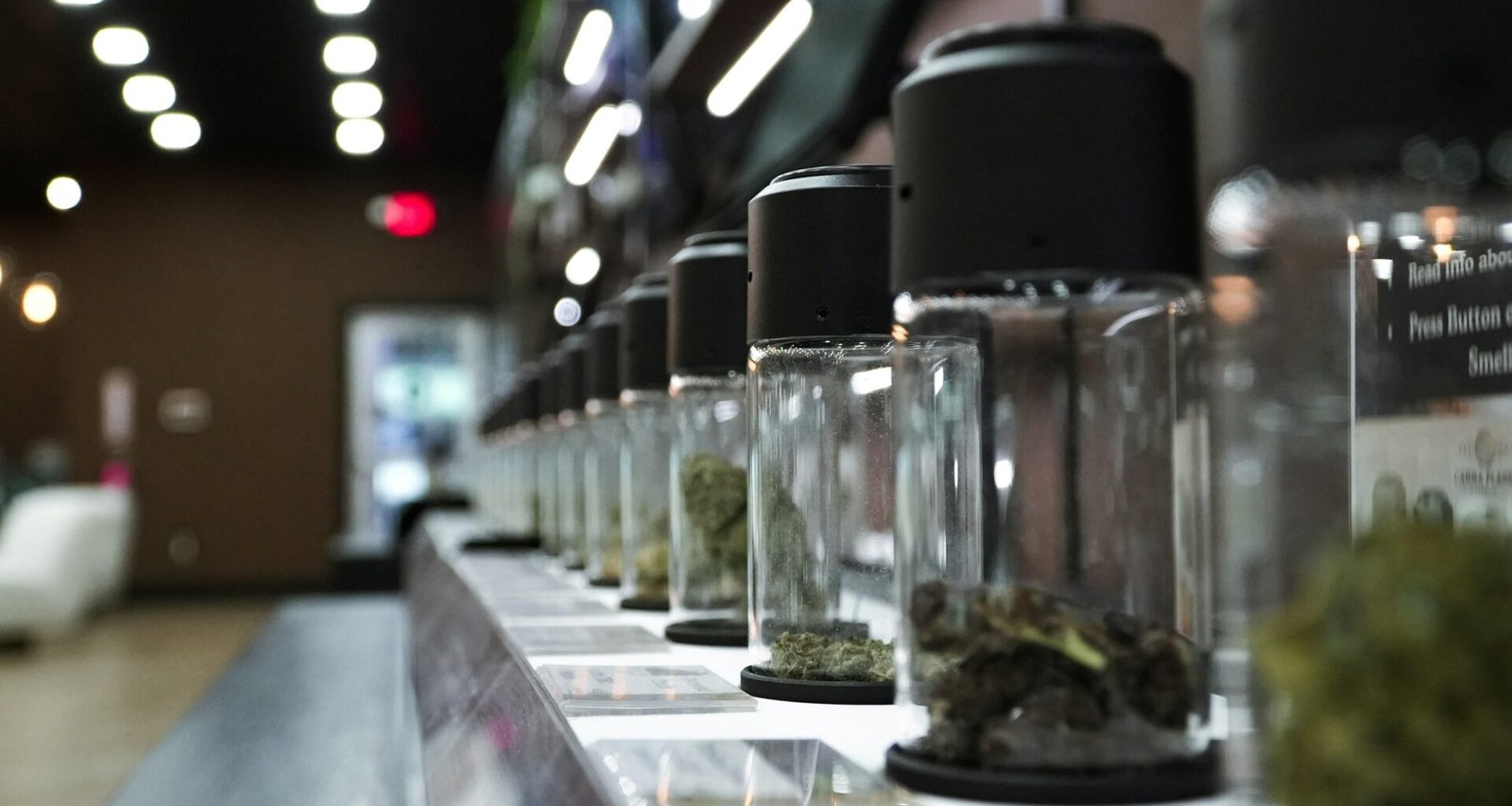 Reihe von Glasgefäßen, jeweils gefüllt mit getrocknetem Cannabis, in einem hellen Innenraum aufgenommen