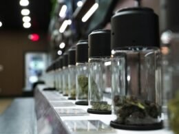 Reihe von Glasgefäßen, jeweils gefüllt mit getrocknetem Cannabis, in einem hellen Innenraum aufgenommen