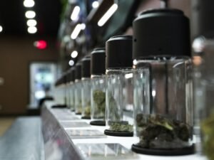 Reihe von Glasgefäßen, jeweils gefüllt mit getrocknetem Cannabis, in einem hellen Innenraum aufgenommen