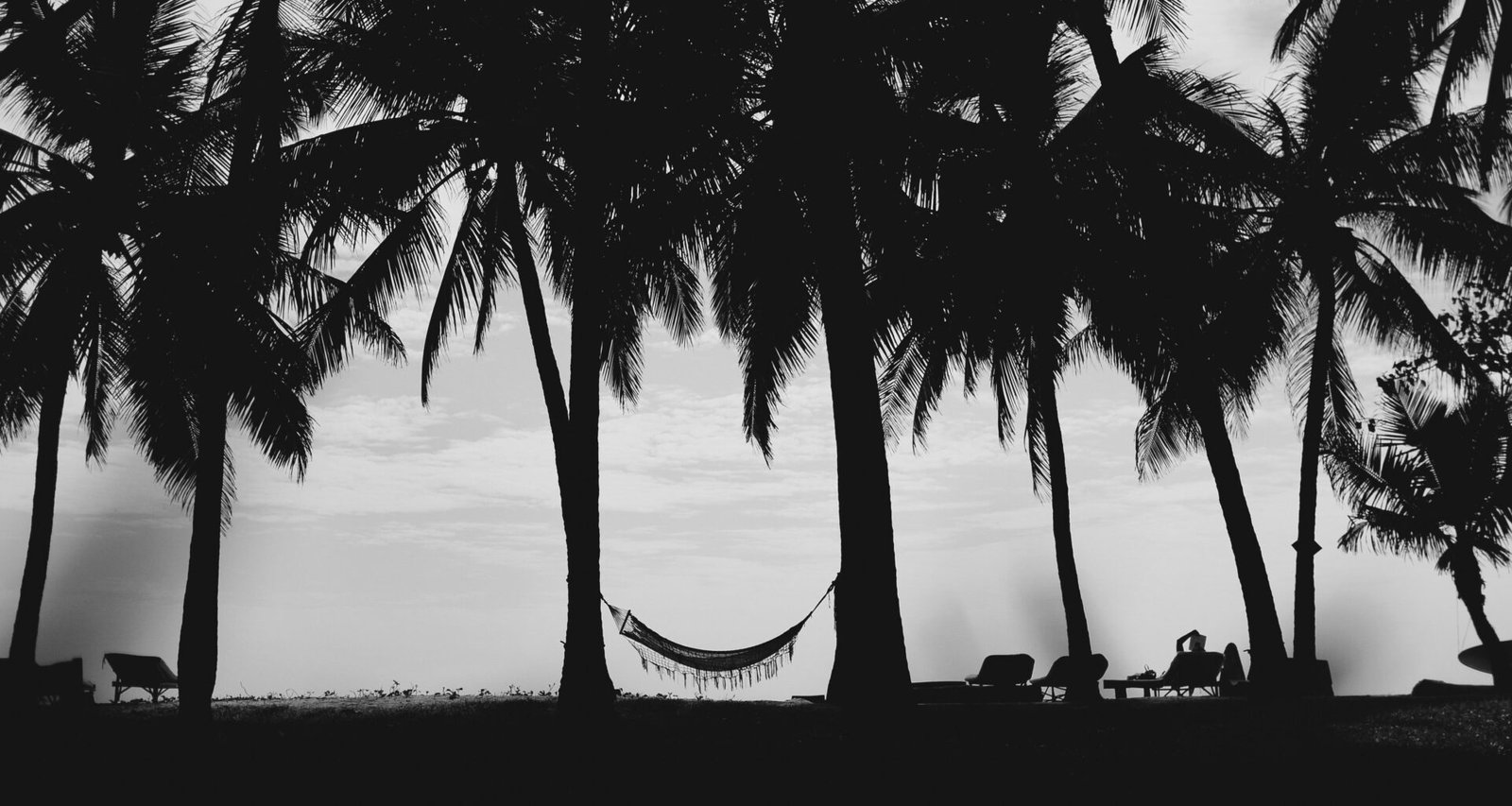 Silhouette einer Kokospalme vor dem farbenprächtigen Sonnenuntergang mit intensivem Himmel