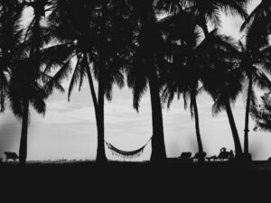 Silhouette einer Kokospalme vor dem farbenprächtigen Sonnenuntergang mit intensivem Himmel