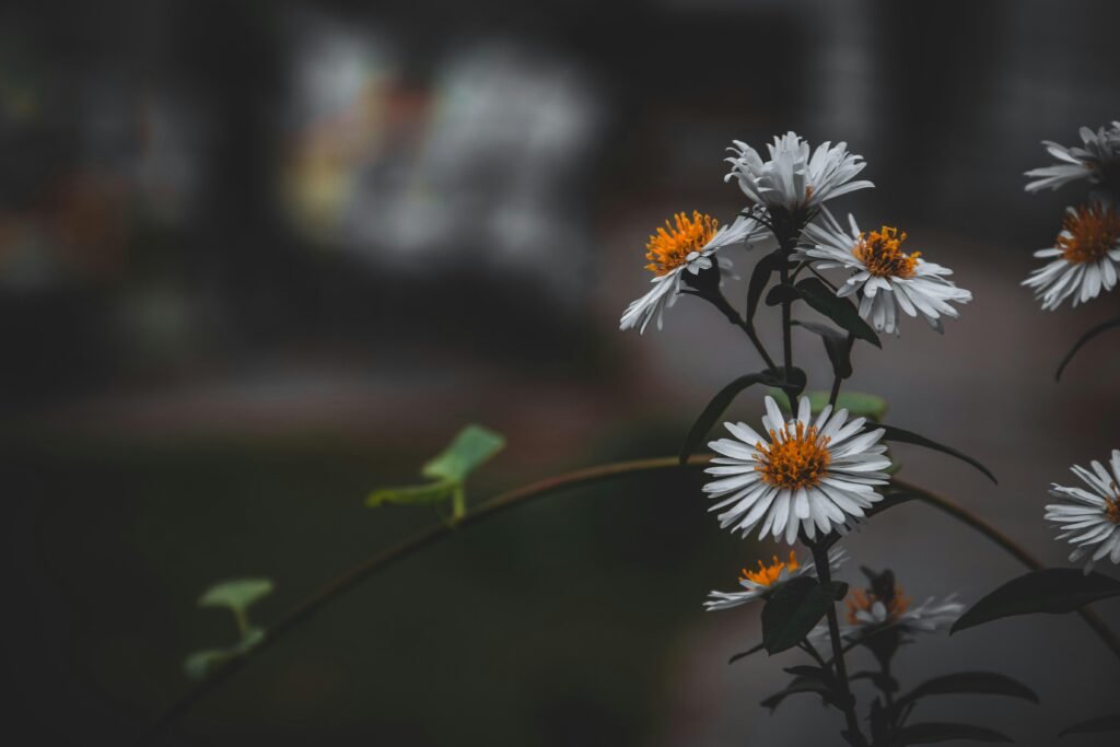 Nahaufnahme von weißen und gelben Blumen mit Tilt-Shift-Linsen-Effekt, Blumen stehen im Fokus, Hintergrund verschwimmt