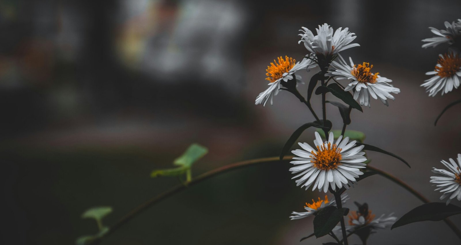Nahaufnahme von weißen und gelben Blumen mit Tilt-Shift-Linsen-Effekt, Blumen stehen im Fokus, Hintergrund verschwimmt