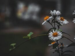 Nahaufnahme von weißen und gelben Blumen mit Tilt-Shift-Linsen-Effekt, Blumen stehen im Fokus, Hintergrund verschwimmt